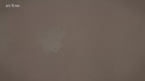 TAANNI online show from March 20, 12:32 pm