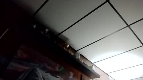 The Man of Steel online show from October 27, 2:48 am