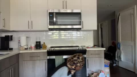 Snapshot of thevixensapphire chatting on April 10, 2:55 pm Sapphire the Vixen online show from April 10, 2:55 pm