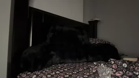 Sapphire the Vixen online show from July 29, 3:15 am