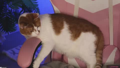 tokyo_n online show from January 27, 1:48 am