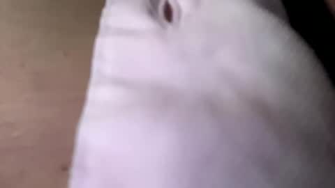 Snapshot of tommit84 chatting on October 19, 4:13 am tommit84 online show from October 19, 4:13 am