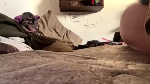 Snapshot of trentlovesitintheass chatting on December 18, 1:39 pm trentlovesitintheass online show from December 18, 1:39 pm