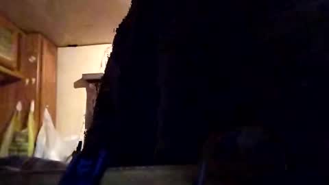 Tintilizing Excitement online show from February 1, 12:05 pm