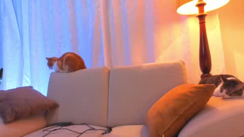 VIOLET  online show from June 15, 2:25 am