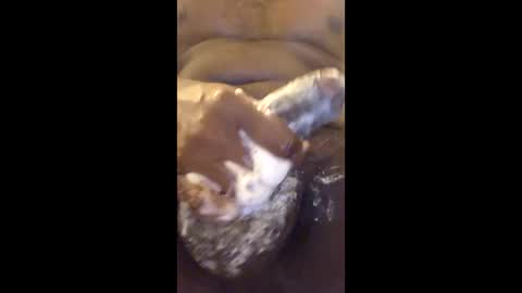 vincycock99 online show from April 22, 12:57 am