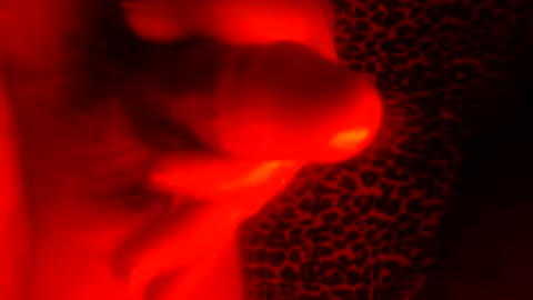 whor4mor online show from January 7, 1:03 pm