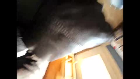 wildman2900 online show from February 4, 4:39 pm