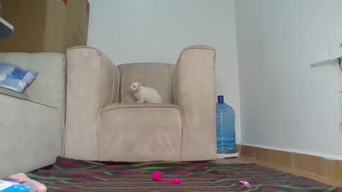 Barbie online show from October 4, 12:47 pm