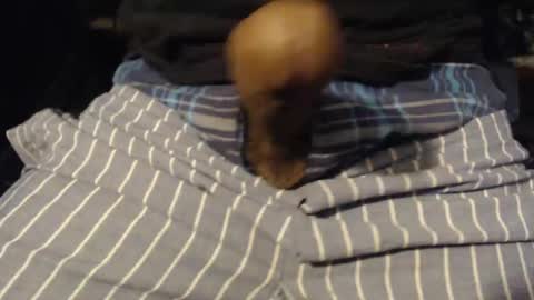 Snapshot of xentric777 chatting on October 31, 8:04 am xentric777 online show from October 31, 8:04 am