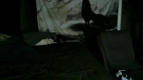 xxxjrstrokesxxx online show from January 25, 2:15 am