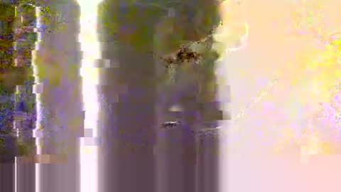 yangolox3 online show from May 12, 2:30 am
