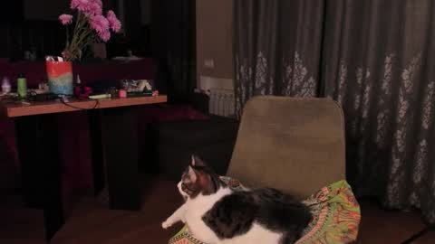 Max online show from November 14, 4:33 am