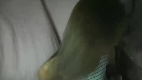 Glenda online show from February 3, 2:11 pm