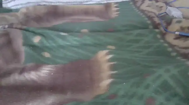 zorritasuperhot online show from February 9, 5:33 pm