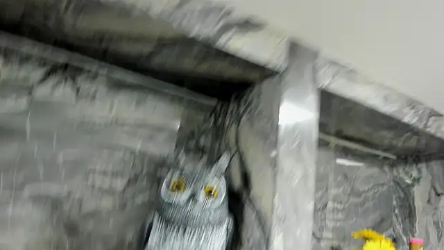 miss danika online show from October 1, 11:05 am