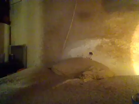 Nightshade7712 online show from February 19, 7:06 am