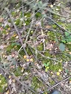 prcalek19 online show from October 14, 9:10 am