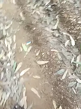 Snapshot of indiasexmf chatting on December 16, 9:58 am indiasexmf online show from December 16, 9:58 am