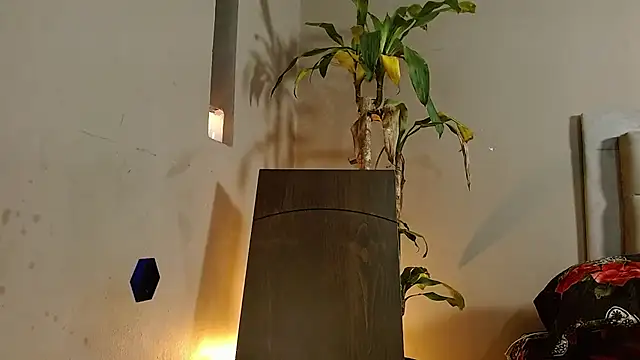 Mr WhiteCock online show from December 26, 6:22 pm