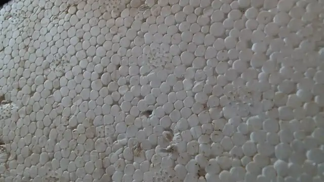 Snapshot of titi_fiesta chatting on February 24, 8:01 am titi fiesta online show from February 24, 8:01 am