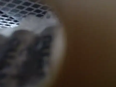 Snapshot of lovense_test04 chatting on October 31, 9:21 am lovense test04 online show from October 31, 9:21 am