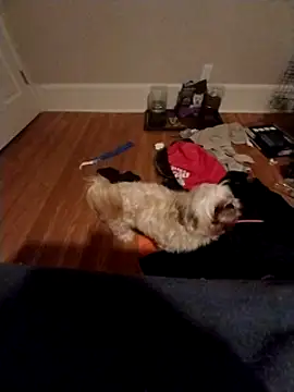 Snapshot of 420getsmehorny chatting on December 16, 2:04 am 420getsmehorny online show from December 16, 2:04 am