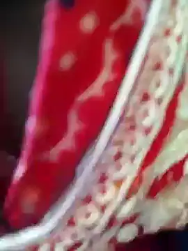 Bengoli--bhabhi online show from February 22, 4:18 am