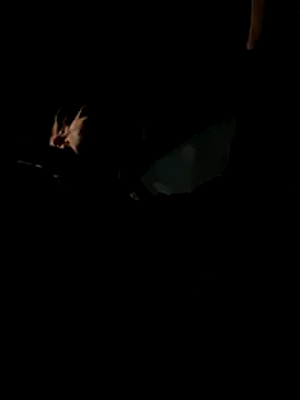 Snapshot of bigmerc chatting on November 21, 9:57 pm bigmerc online show from November 21, 9:57 pm