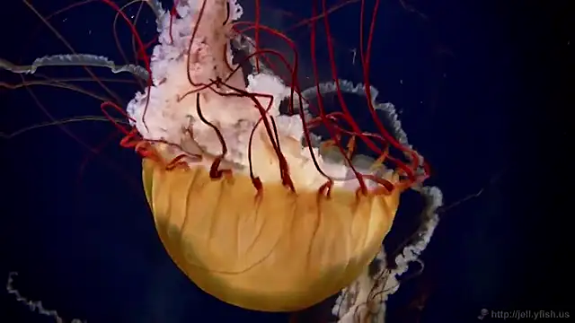 streamy test11 online show from January 16, 9:02 am