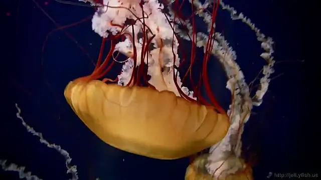 streamy test11 online show from February 5, 10:20 am