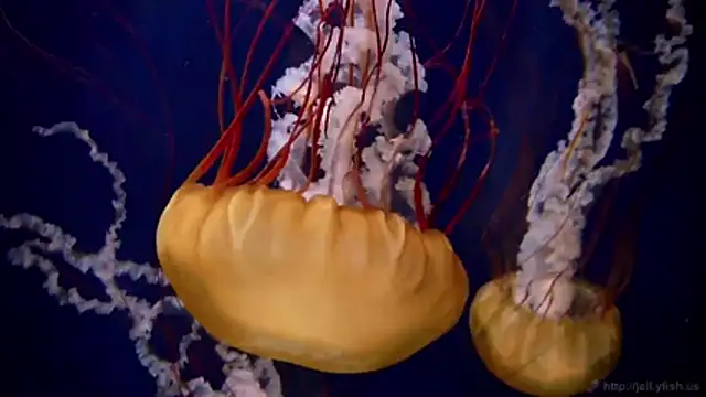 Snapshot of streamy_test11 chatting on February 18, 9:22 pm streamy test11 online show from February 18, 9:22 pm