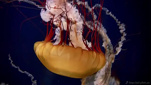 Snapshot of streamy_test11 chatting on February 24, 1:20 pm streamy test11 online show from February 24, 1:20 pm