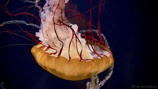 Snapshot of streamy_test11 chatting on February 25, 11:31 am streamy test11 online show from February 25, 11:31 am