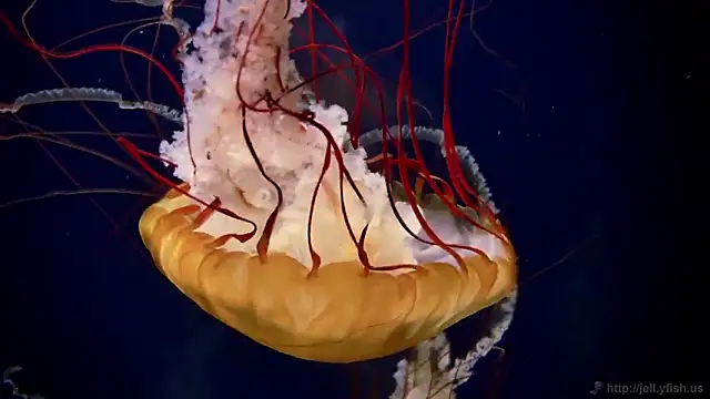 Snapshot of streamy_test11 chatting on February 27, 11:54 am streamy test11 online show from February 27, 11:54 am