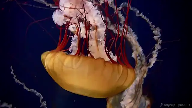 Snapshot of streamy_test11 chatting on March 2, 8:10 am streamy test11 online show from March 2, 8:10 am