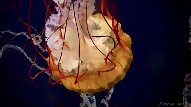 Snapshot of streamy_test11 chatting on March 11, 11:49 am streamy test11 online show from March 11, 11:49 am