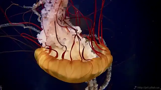 Snapshot of streamy_test11 chatting on March 12, 12:55 pm streamy test11 online show from March 12, 12:55 pm