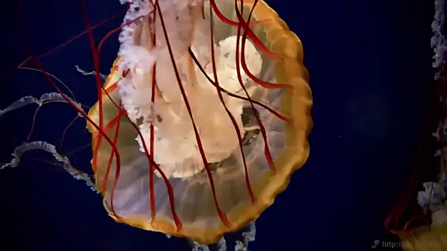 Snapshot of streamy_test11 chatting on March 16, 3:38 pm streamy test11 online show from March 16, 3:38 pm