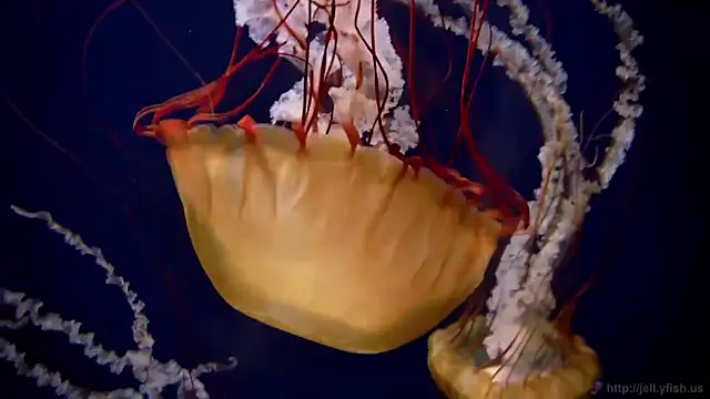 Snapshot of streamy_test11 chatting on March 18, 4:32 pm streamy test11 online show from March 18, 4:32 pm