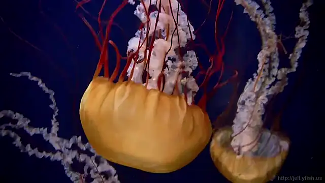 Snapshot of streamy_test11 chatting on March 24, 2:55 pm streamy test11 online show from March 24, 2:55 pm