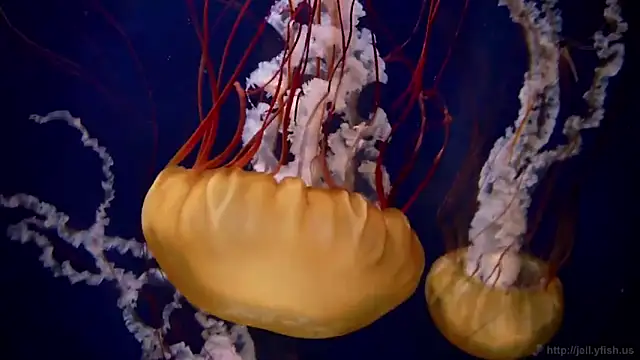 Snapshot of streamy_test11 chatting on March 26, 10:54 am streamy test11 online show from March 26, 10:54 am