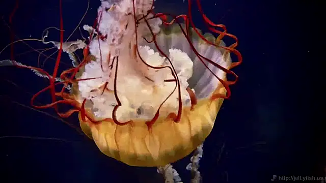 Snapshot of streamy_test11 chatting on March 30, 11:11 am streamy test11 online show from March 30, 11:11 am