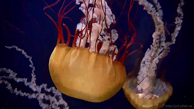 Snapshot of streamy_test11 chatting on April 3, 12:25 pm streamy test11 online show from April 3, 12:25 pm