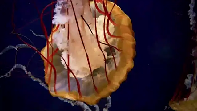 Snapshot of streamy_test11 chatting on April 6, 11:22 am streamy test11 online show from April 6, 11:22 am