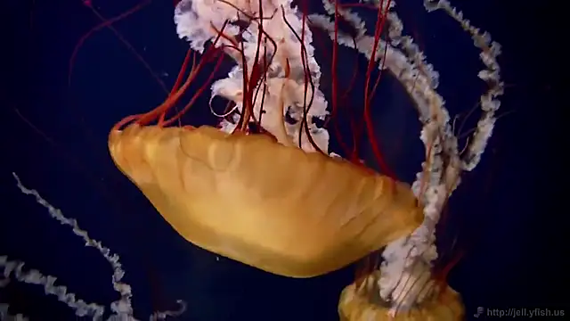 Snapshot of streamy_test12 chatting on November 3, 11:55 am streamy test12 online show from November 3, 11:55 am