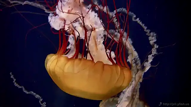 Snapshot of streamy_test12 chatting on November 5, 11:54 am streamy test12 online show from November 5, 11:54 am