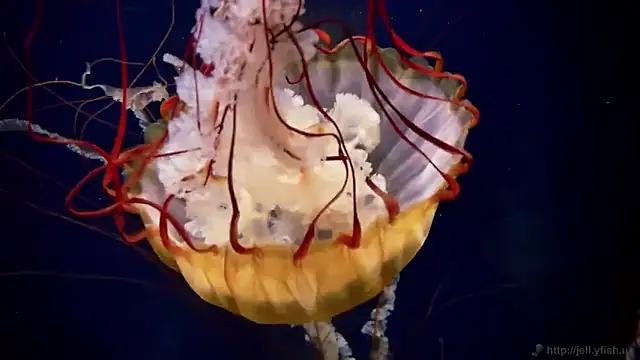 Snapshot of streamy_test12 chatting on November 12, 1:44 pm streamy test12 online show from November 12, 1:44 pm