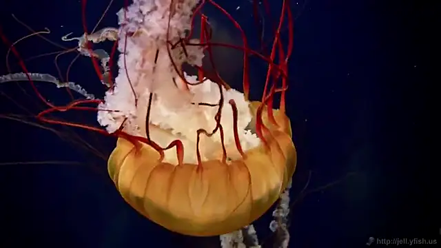 Snapshot of streamy_test12 chatting on December 3, 2:48 pm streamy test12 online show from December 3, 2:48 pm