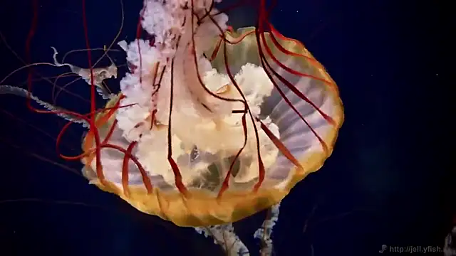 Snapshot of streamy_test12 chatting on December 4, 1:53 pm streamy test12 online show from December 4, 1:53 pm